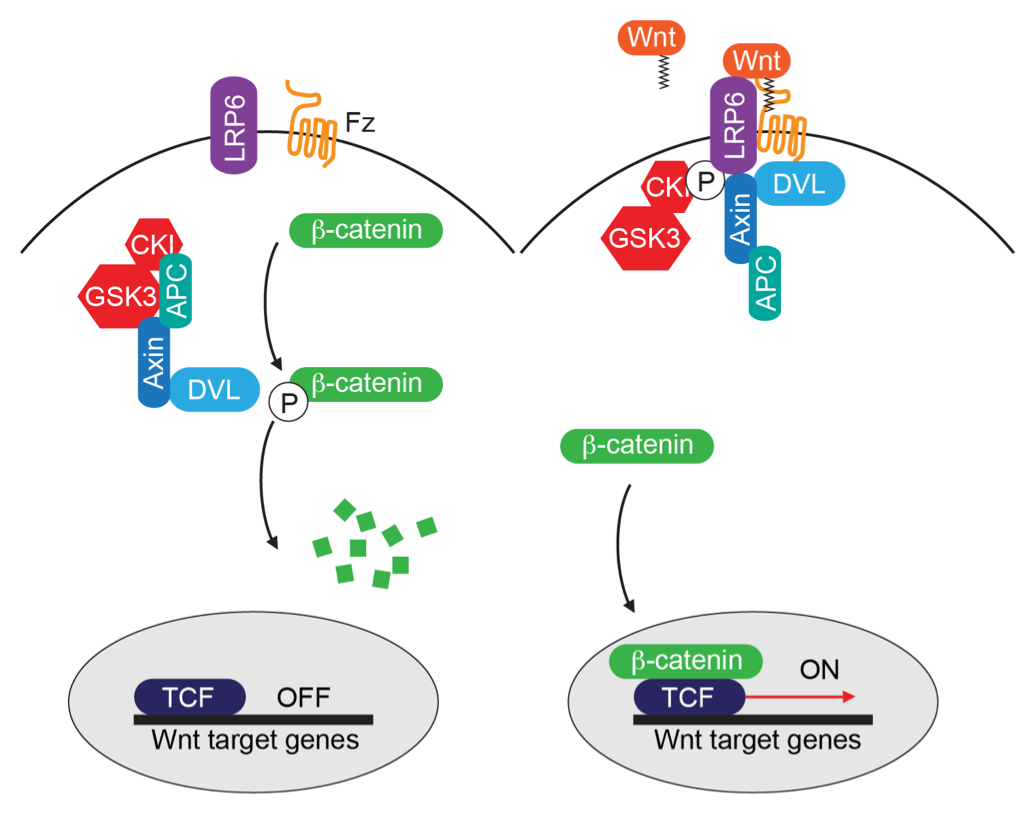 WNT signaling diagram