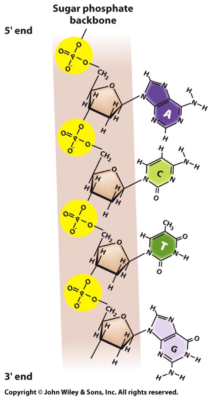 DNA strand and bases