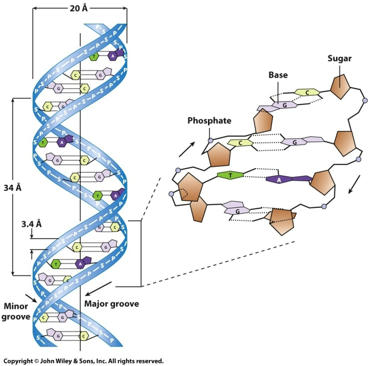 DNA double helix model