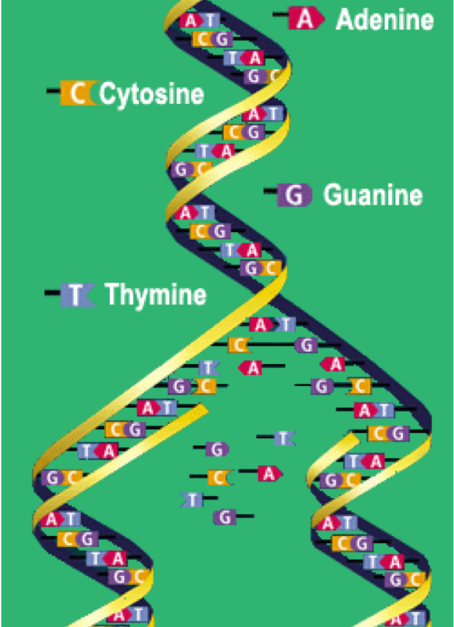 Stylized depiction of a DNA double helix with labeled base pairs (A-T, G-C), and individual bases.