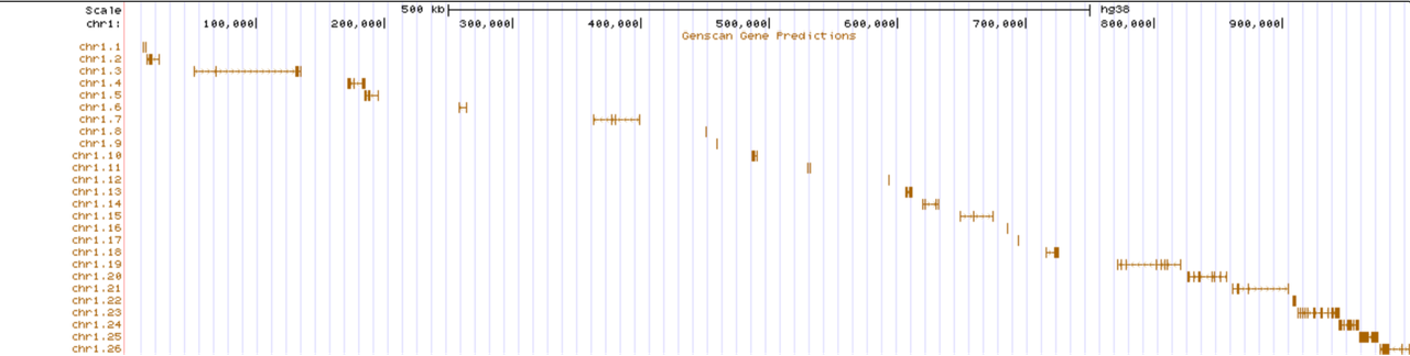 Genome browser view showing gene predictions along Chromosome 1 with scale markers.