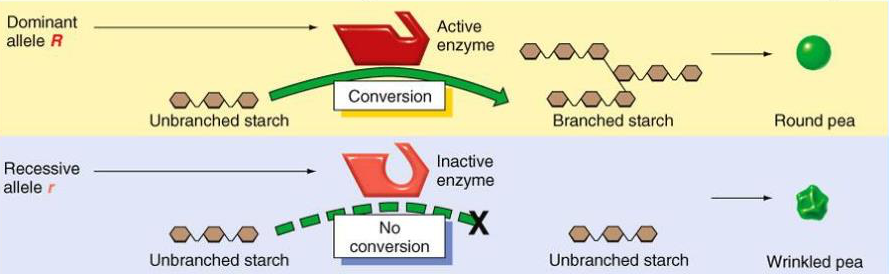 Round vs wrinkled pea mechanism