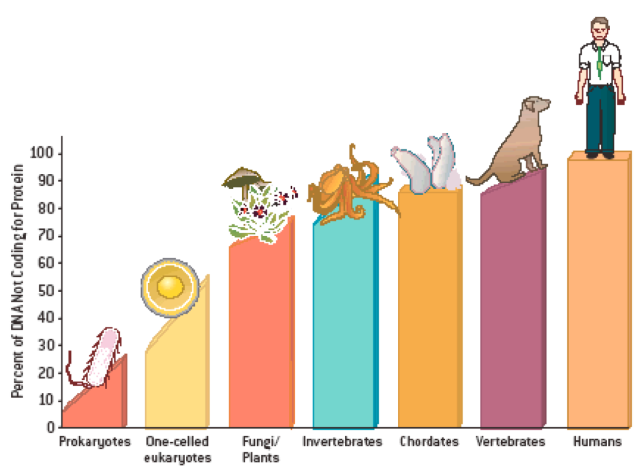 A bar chart showing the percentage of DNA not coding for protein across different organisms.