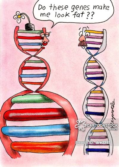 Cartoon of two DNA double helices with the taller one asking, 'Do these genes make me look fat??'.