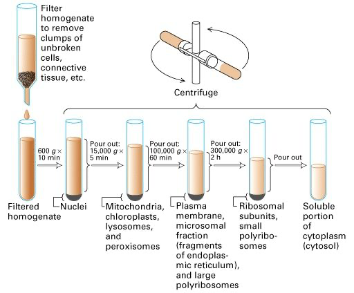 Diagram outlining the Differential Centrifugation method.