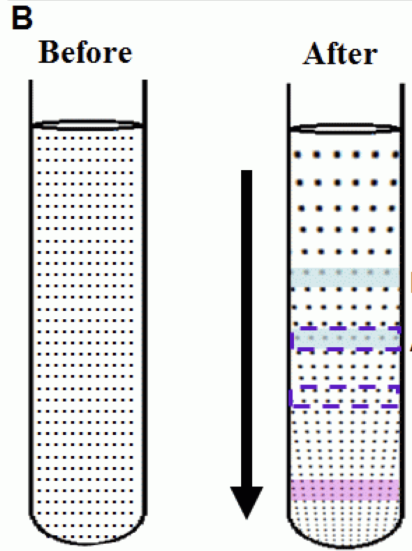 Diagram showing a labeled diagram of test tubes representing different molecular components after centrifugation.