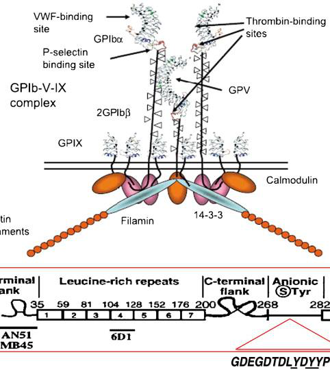 GPIb‑V‑IX schematic