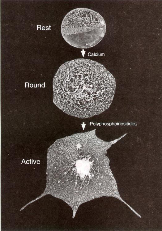 SEM images of platelets in different states