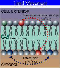 lipid bilayer diagram
