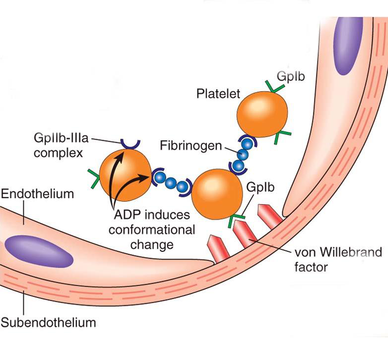 GPIIb-IIIa complex diagram