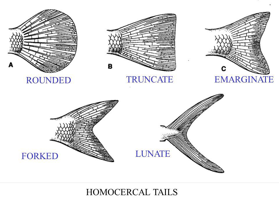 Homocercal tail shapes: rounded, truncate, emarginate, forked, lunate