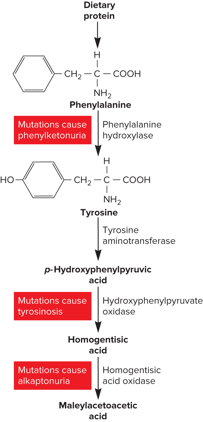 Metabolic pathway of phenylalanine and tyrosine mutations