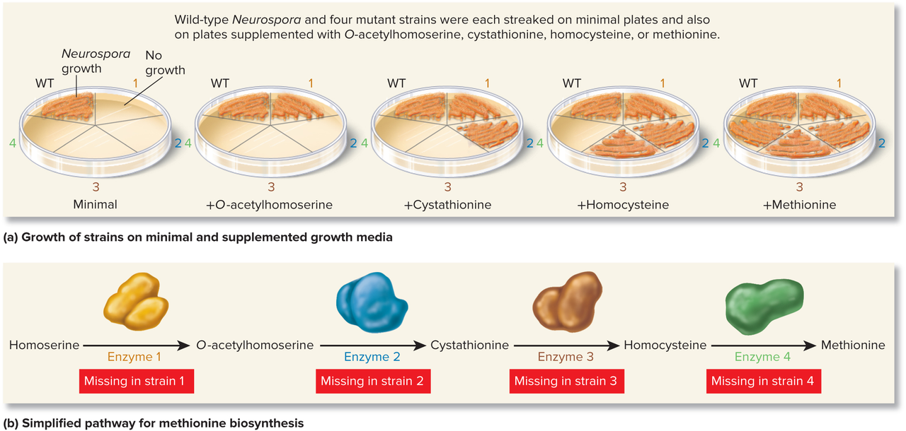 Growth patterns on minimal and supplemented media