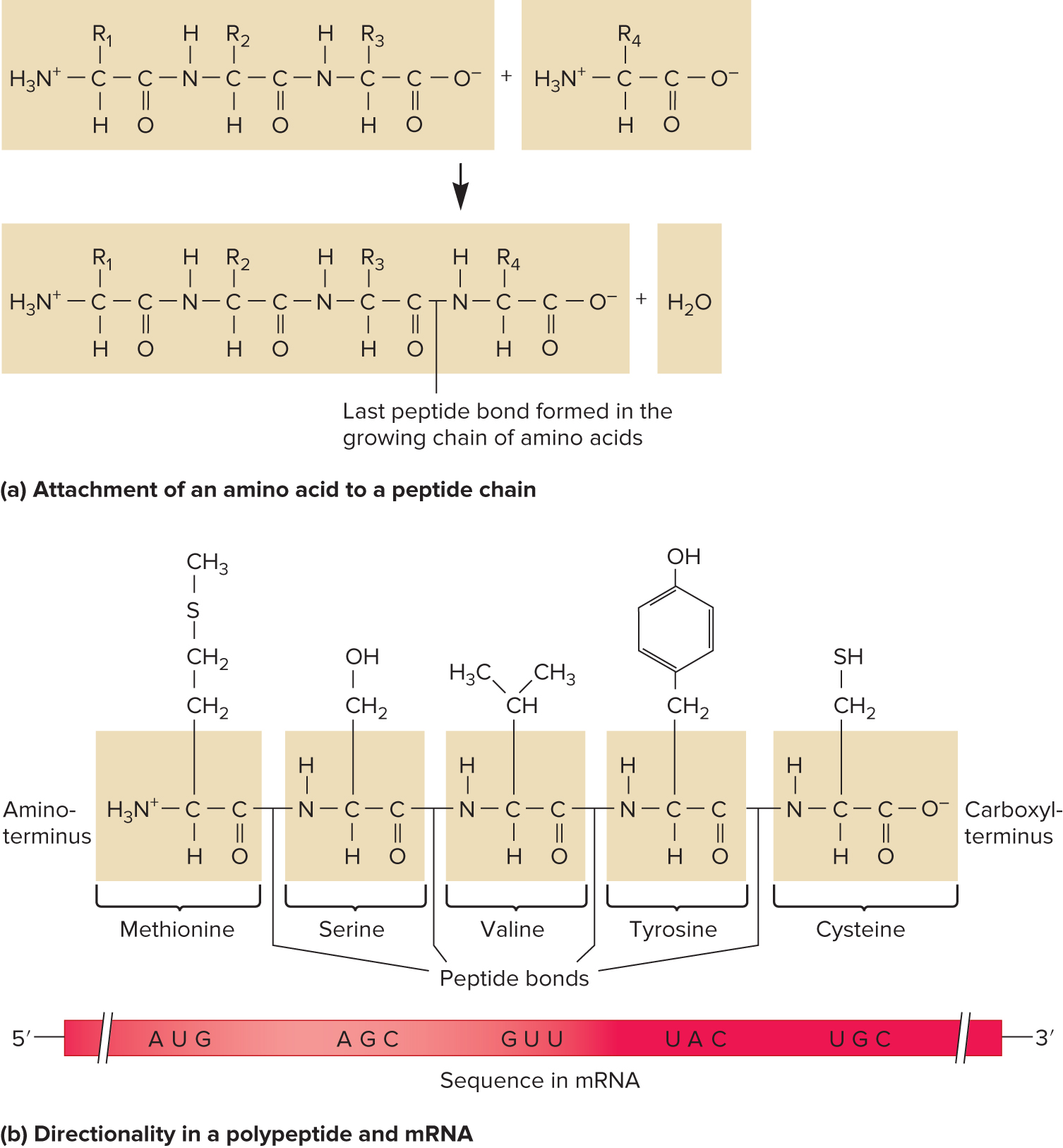 Peptide bond formation
