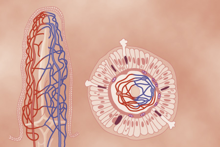 Villus longitudinal and cross section