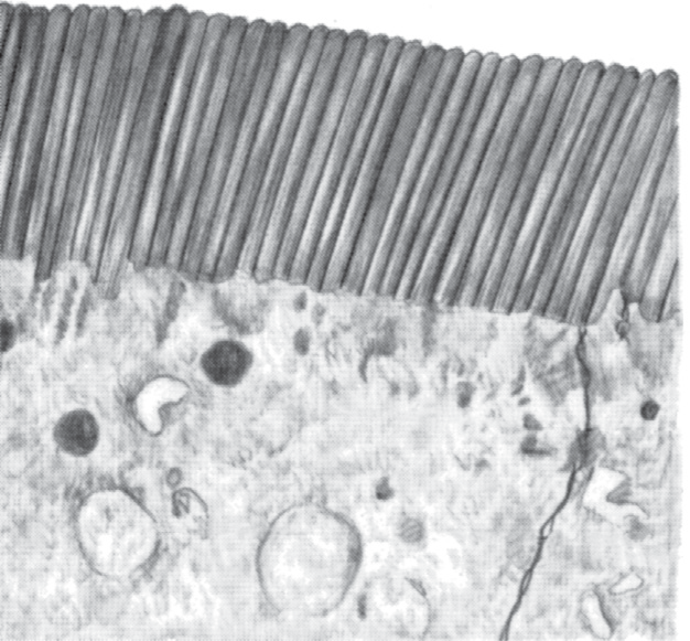 brush border microvilli