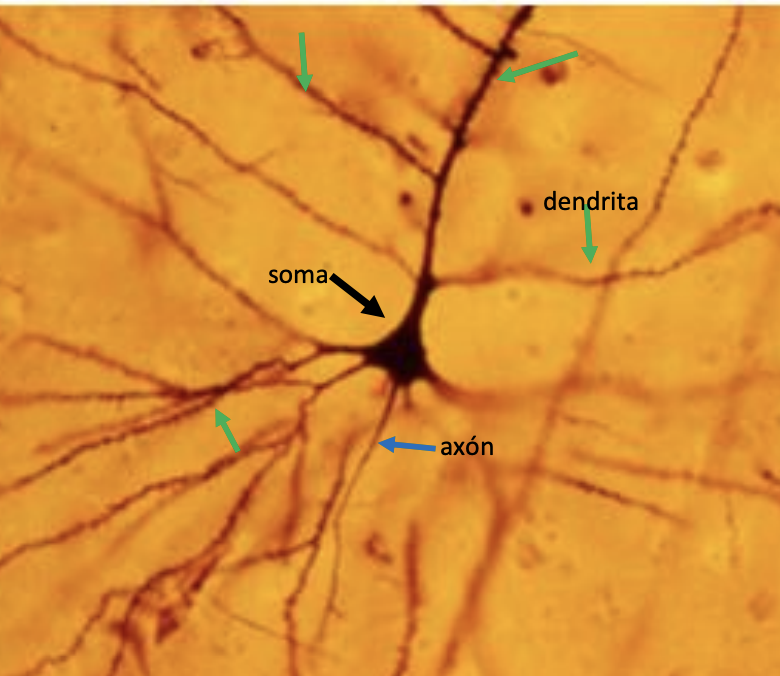 Microscopic view of neuron components