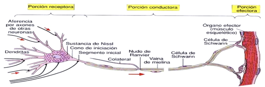 Diagrama de neurona