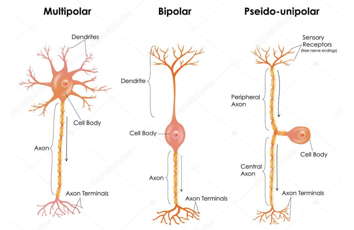 Diagramas de tipos de neuronas