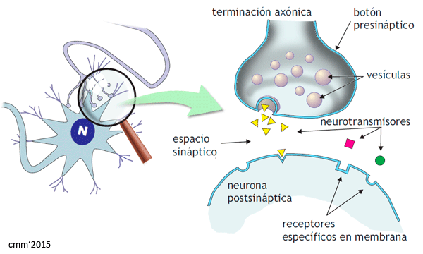 sinapsis química