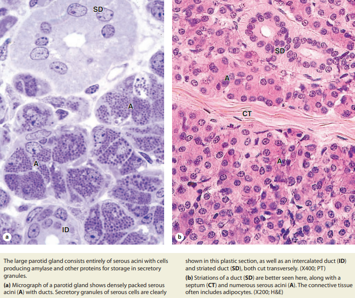Gingiva and periodontal ligament micrograph