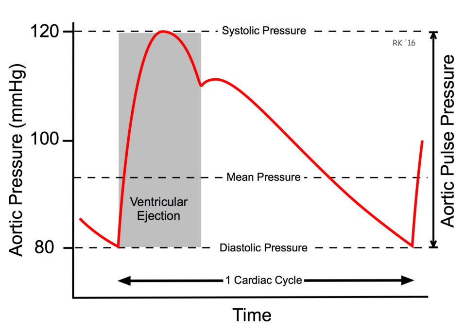 BP over one cardiac cycle