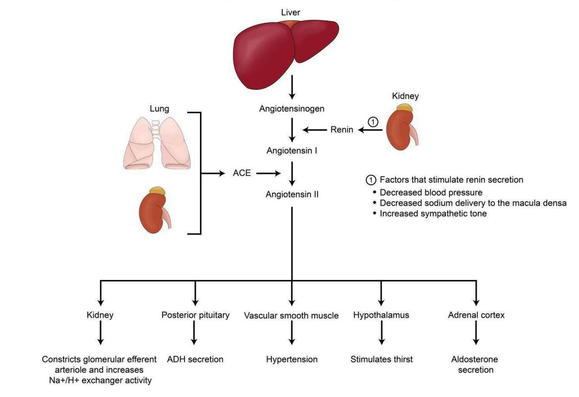RAAS diagram