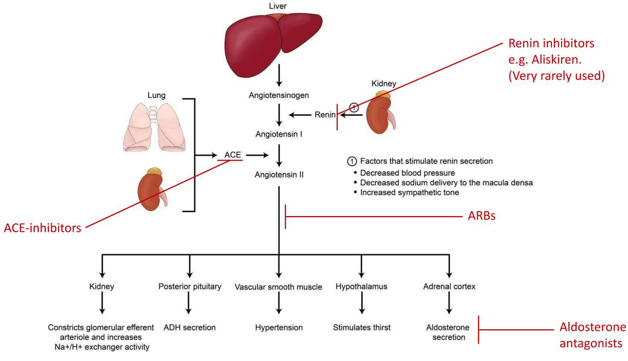 RAAS diagram showing drug sites