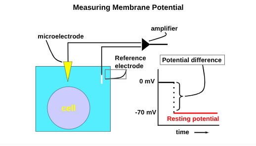 measuring membrane potential