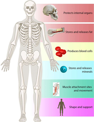 Diagram illustrating the six functions of bones