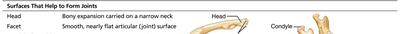 Table describing bone markings: surfaces that help to form joints.