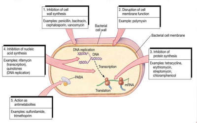 A diagram illustrating the process of bacterial cell wall synthesis and how antibiotics inhibit it. It shows key components like the bacterial cell wall, cell membrane, DNA replication, transcription, translation, and peptidoglycan, with arrows indicating the steps targeted by various antibiotic classes.