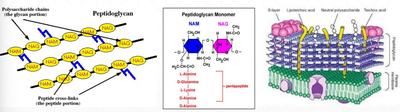 A diagram illustrating the structure of a peptidoglycan monomer, showing the NAM and NAG components linked by peptide cross-links, and indicating that cross-links are both horizontal and vertical.