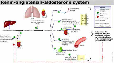 Diagram of the Renin-Angiotensin-Aldosterone System (RAAS)