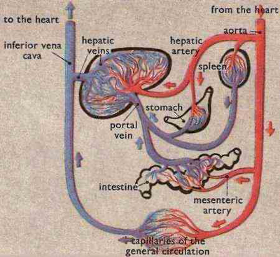 Diagram of the hepatic portal system