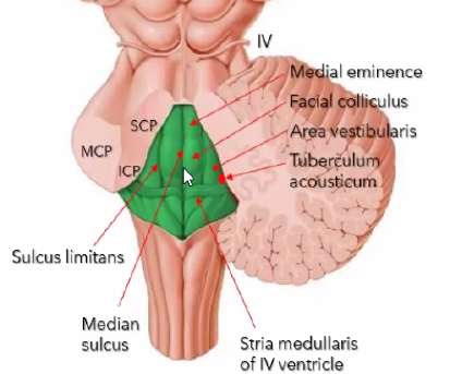 posterior view of the 4th ventricle