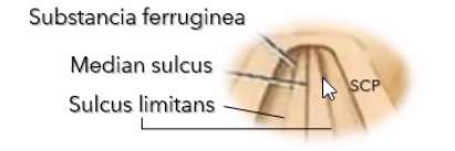 close-up of substantia ferruginea