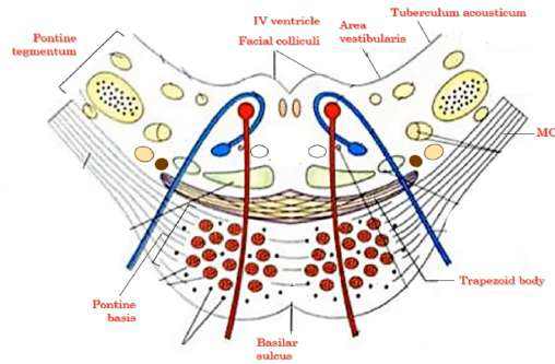 brainstem cross-section