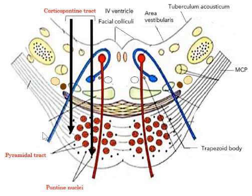 pontine cross-section