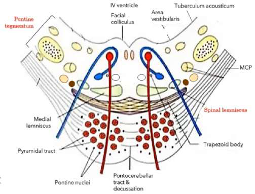 pontine tegmentum diagram
