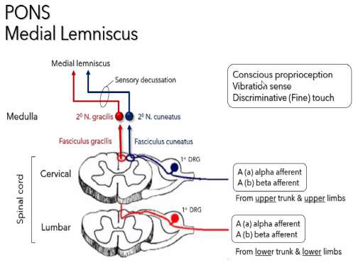 medial lemniscus diagram