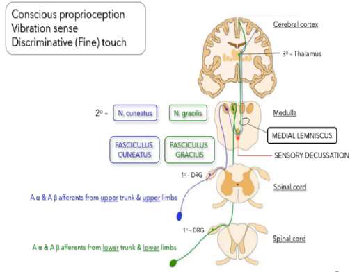 medial lemniscus diagram