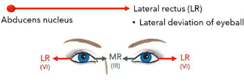 abducens region diagram
