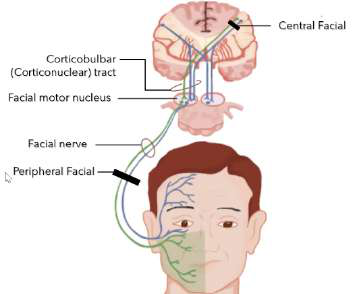facial pathway diagram