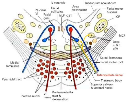 Pons cross-section diagram