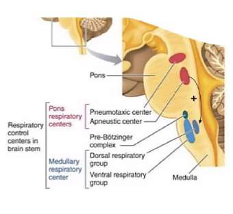 Respiratory centers diagram