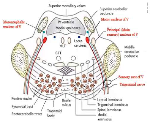 Upper pons cross-section