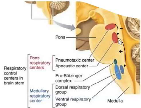 Respiratory centers