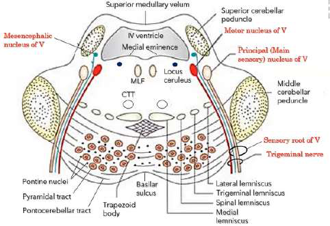 Brainstem cross-section