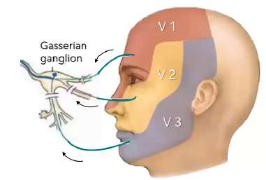 Trigeminal divisions diagram